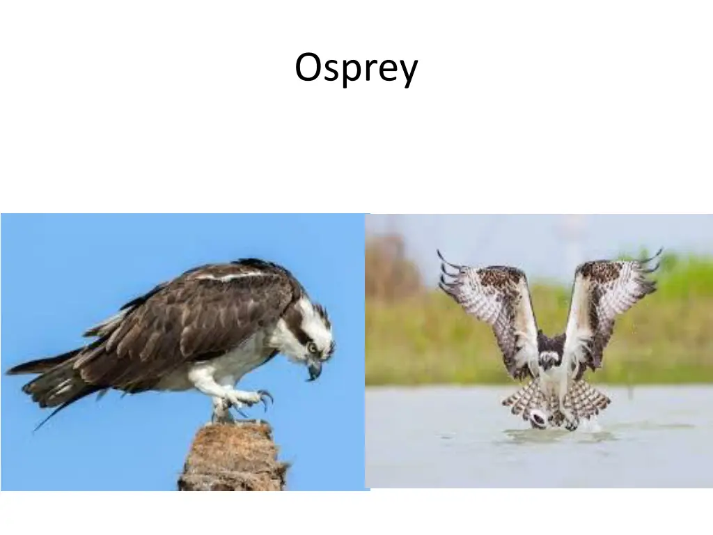 osprey