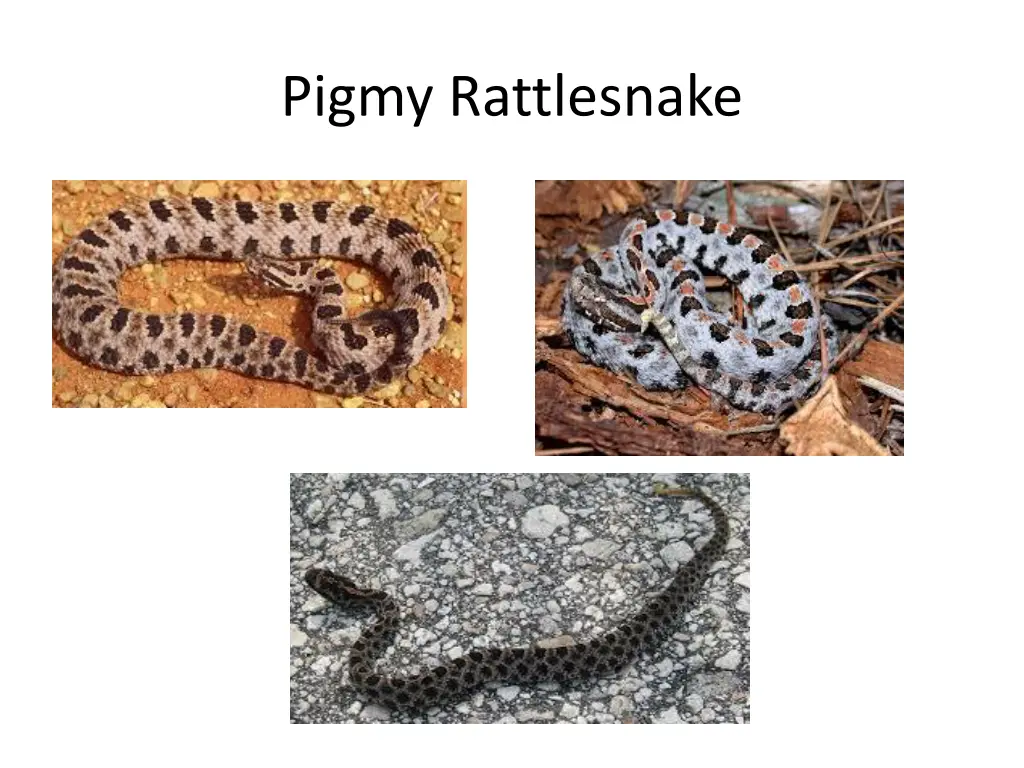 pigmy rattlesnake