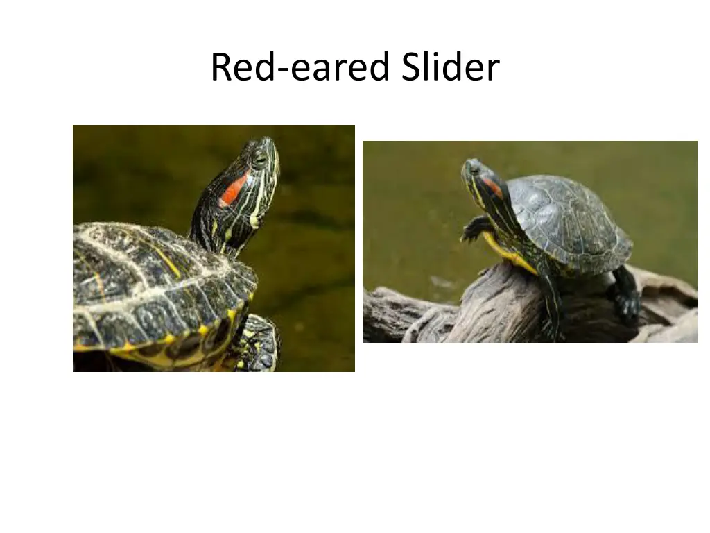 red eared slider