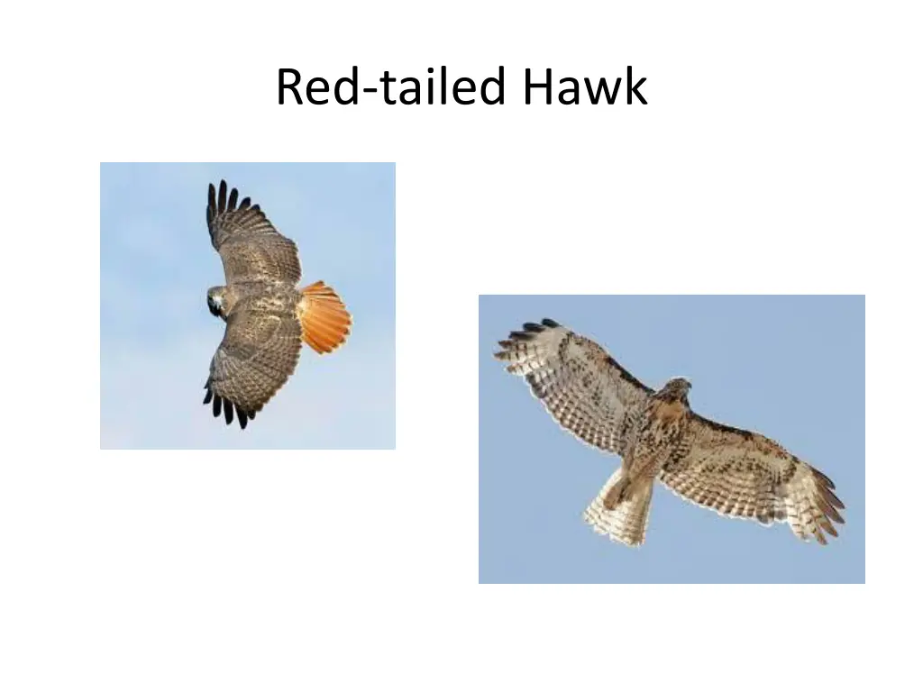 red tailed hawk