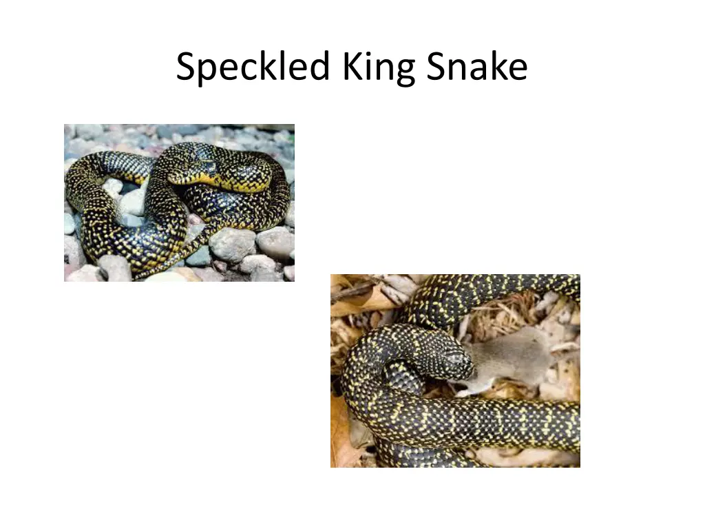 speckled king snake