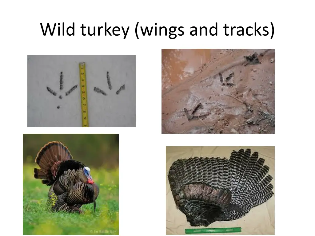 wild turkey wings and tracks