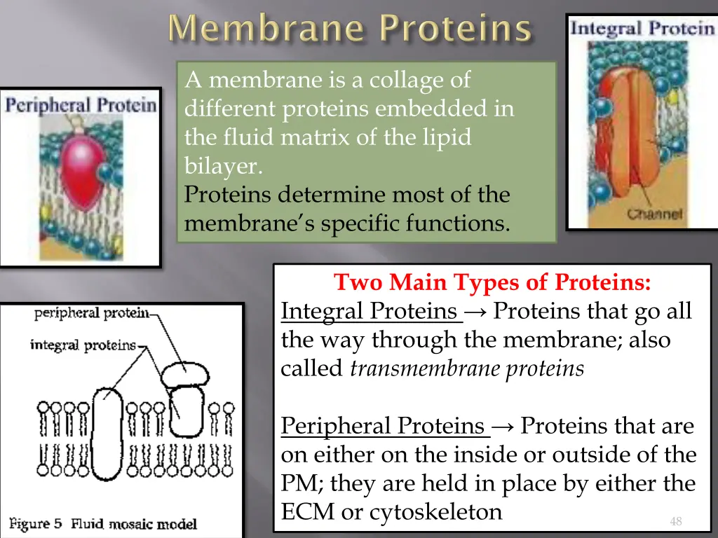 a membrane is a collage of different proteins