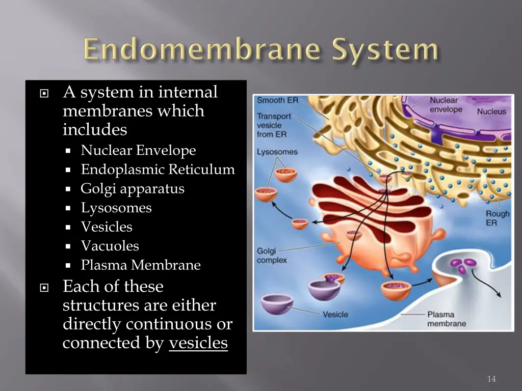 a system in internal membranes which includes