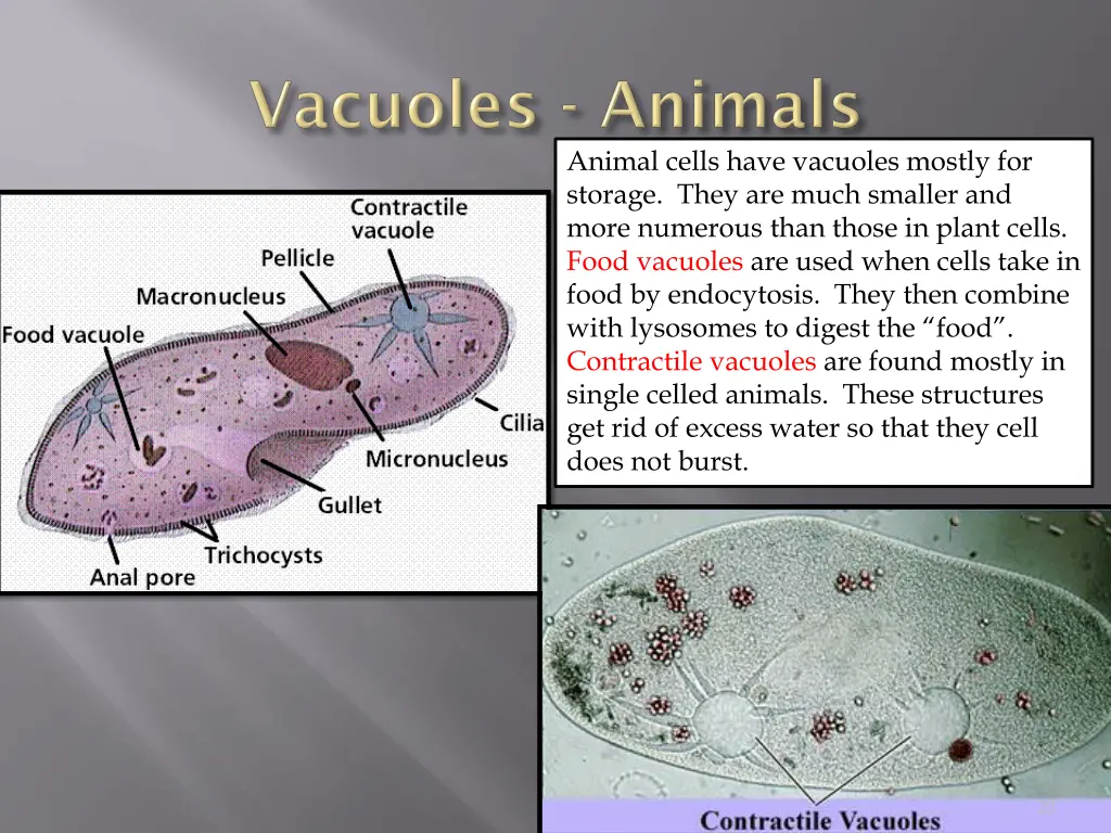 animal cells have vacuoles mostly for storage