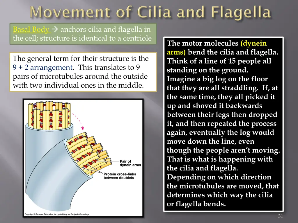 basal body anchors cilia and flagella in the cell