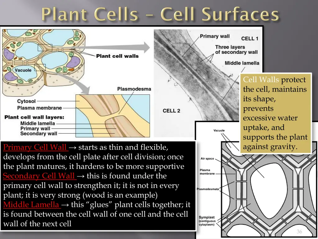 cell walls protect the cell maintains its shape