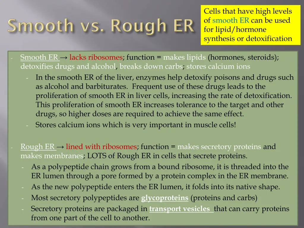 cells that have high levels of smooth