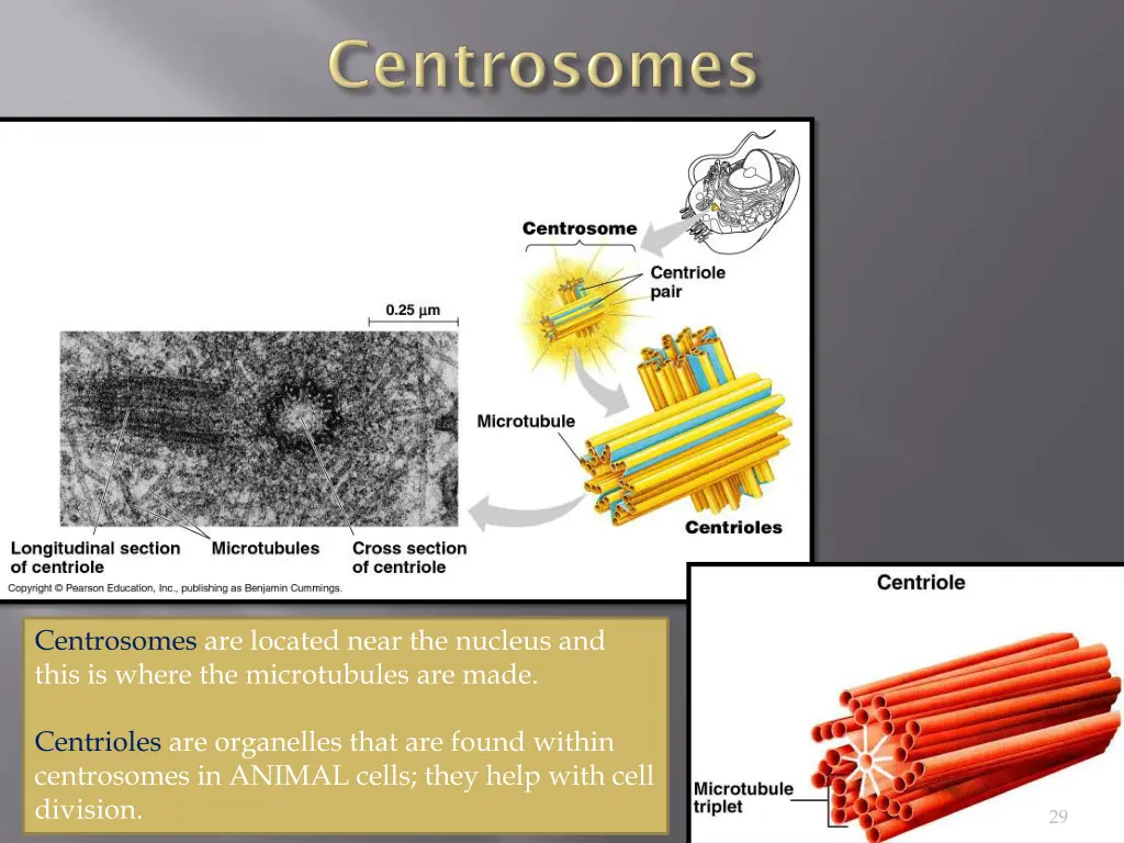 centrosomes are located near the nucleus and this