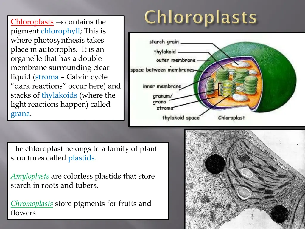 chloroplasts contains the pigment chlorophyll