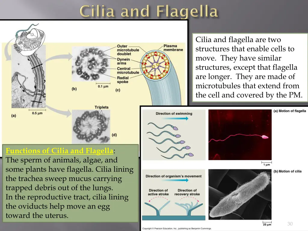 cilia and flagella are two structures that enable