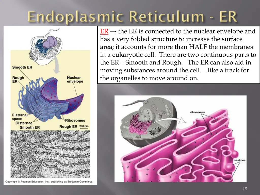 er the er is connected to the nuclear envelope