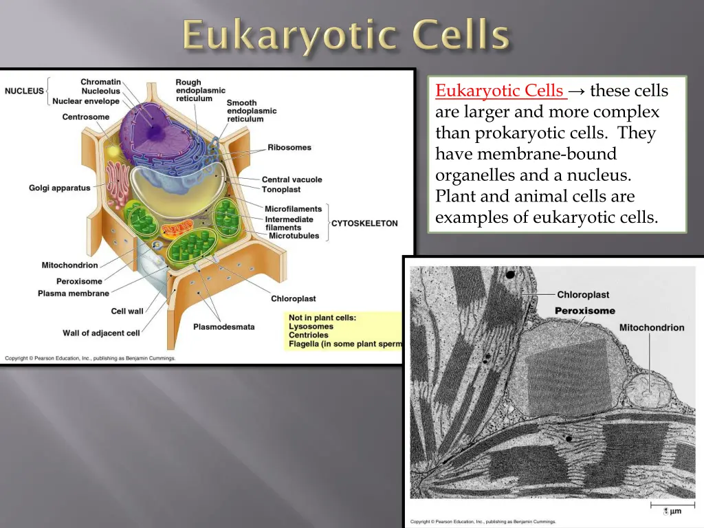 eukaryotic cells these cells are larger and more