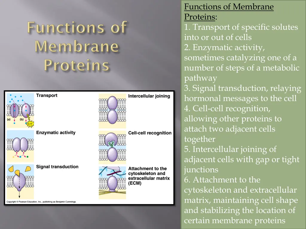 functions of membrane proteins 1 transport