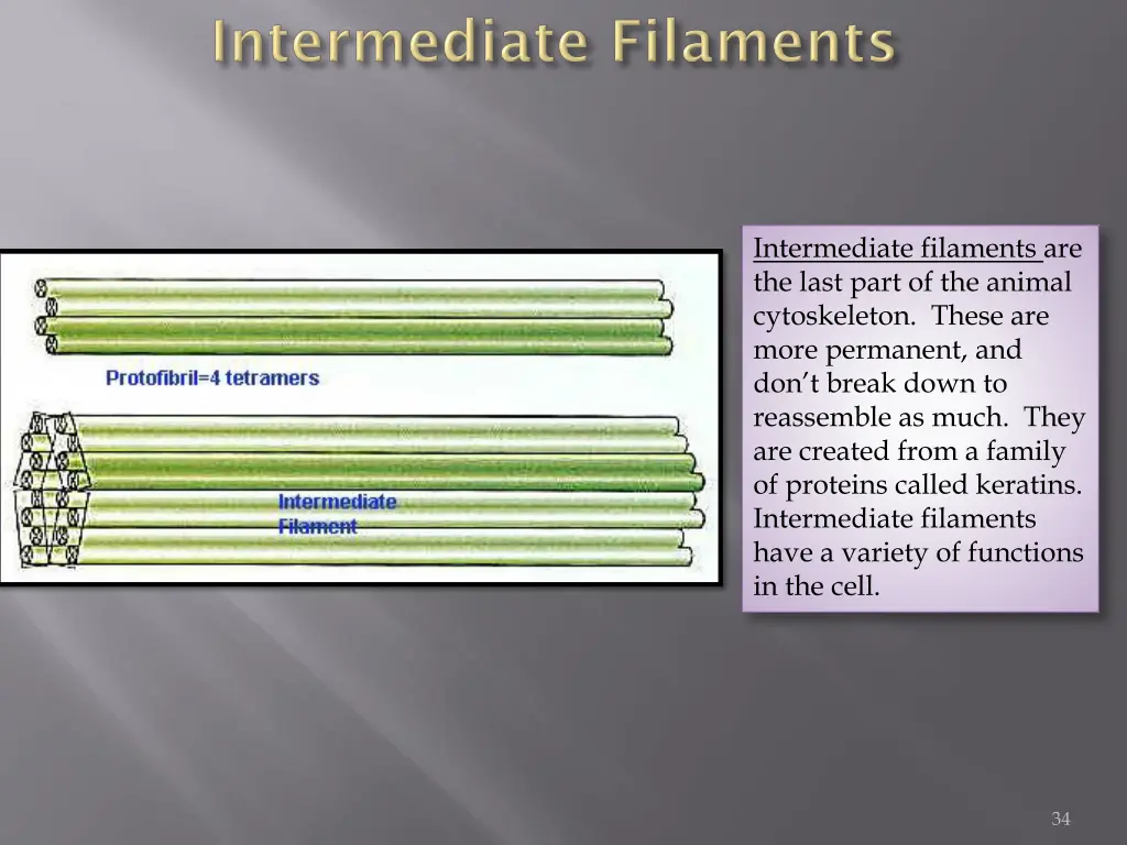 intermediate filaments are the last part