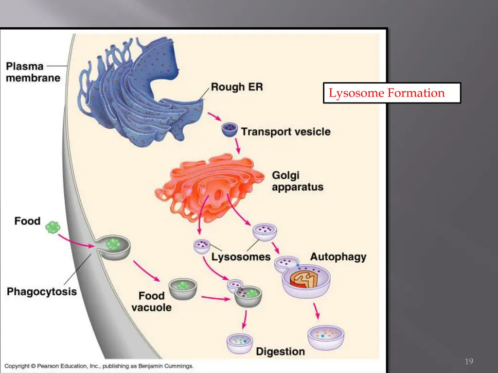 lysosome formation