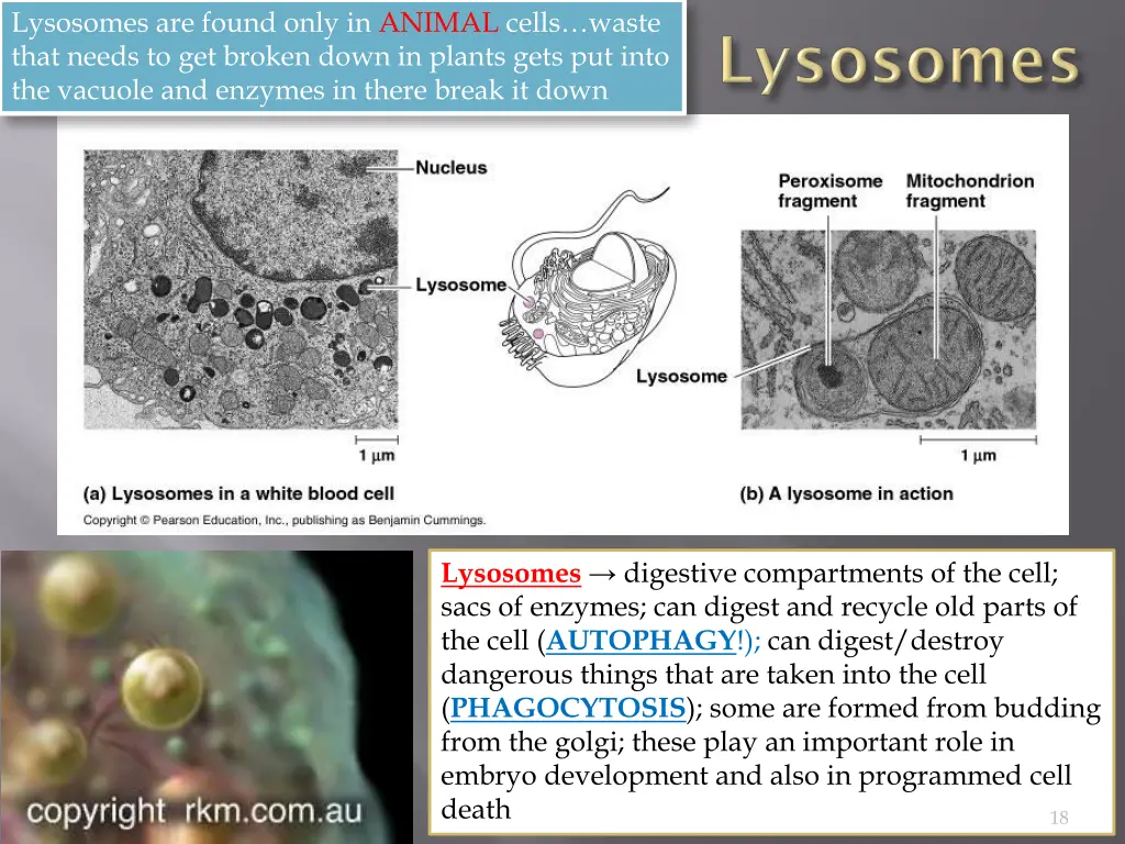 lysosomes are found only in animal cells waste