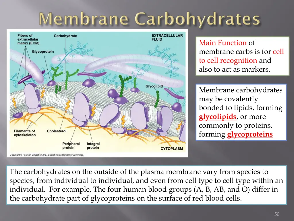 main function of membrane carbs is for cell