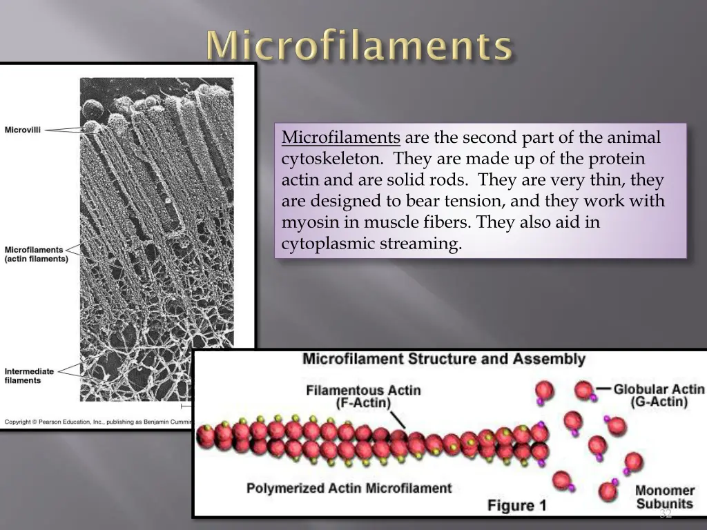 microfilaments are the second part of the animal