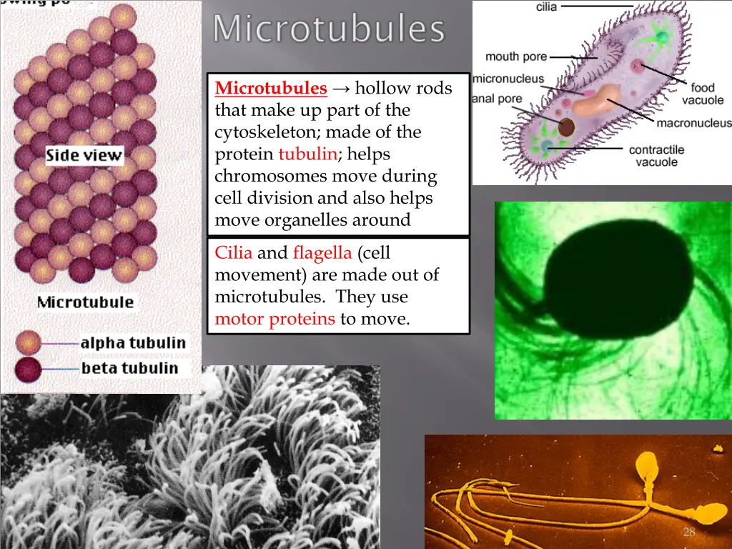 microtubules hollow rods that make up part