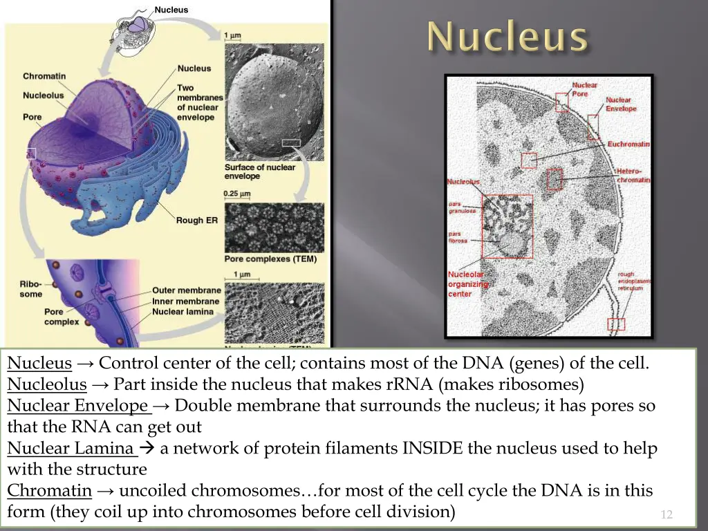 nucleus control center of the cell contains most