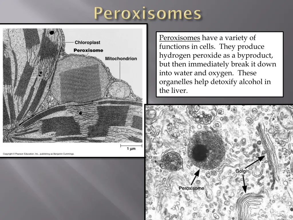 peroxisomes have a variety of functions in cells