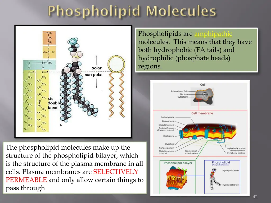 phospholipids are amphipathic molecules this