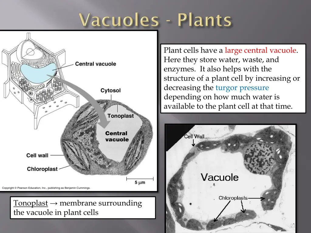 plant cells have a large central vacuole here