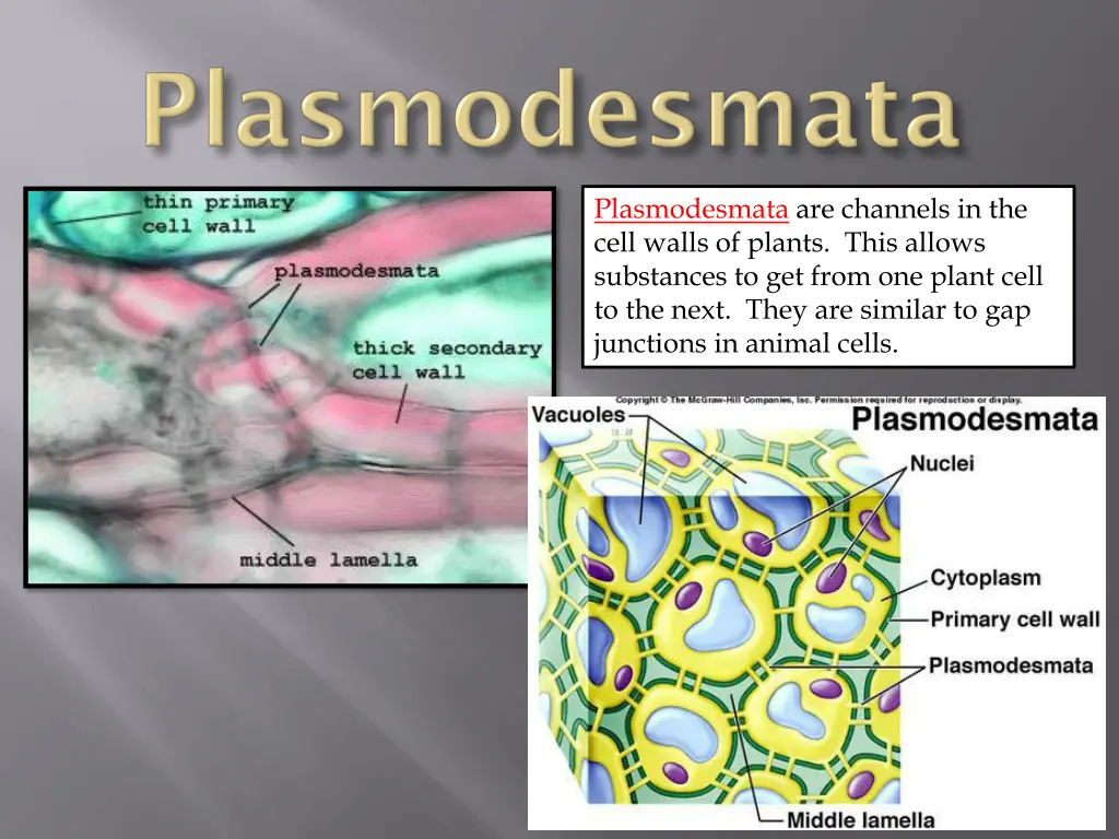 plasmodesmata are channels in the cell walls