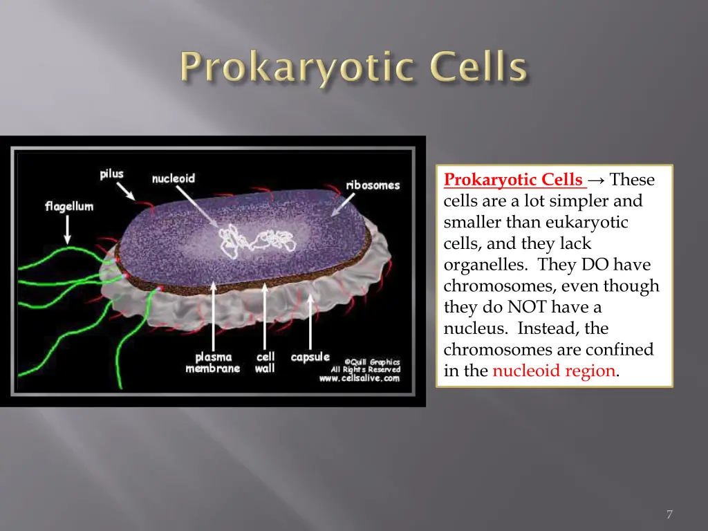 prokaryotic cells these cells are a lot simpler