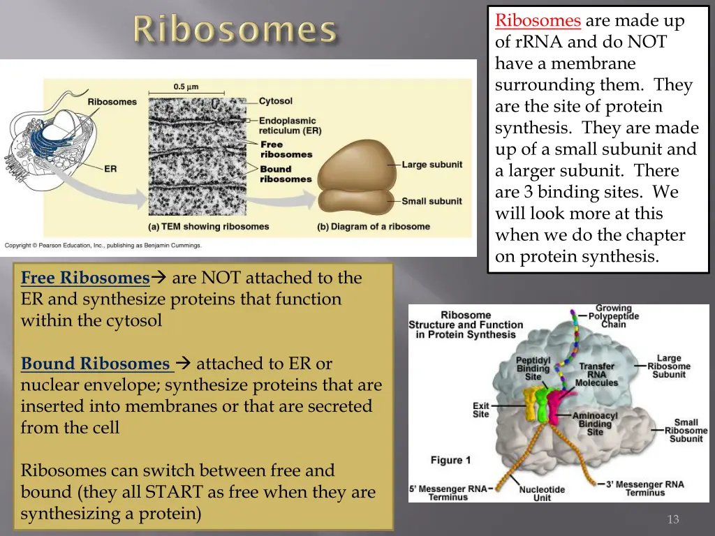 ribosomes are made up of rrna and do not have