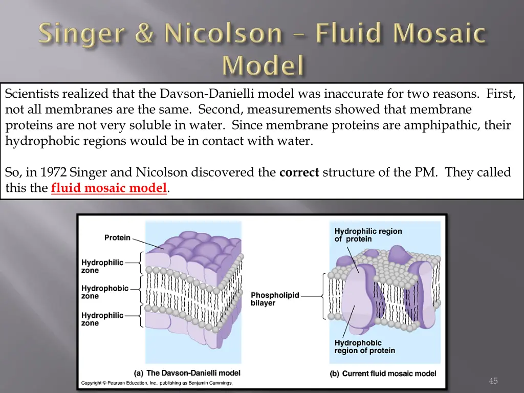 scientists realized that the davson danielli