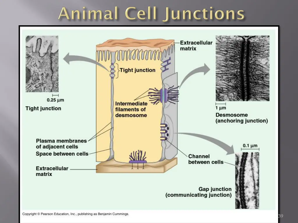 slide39