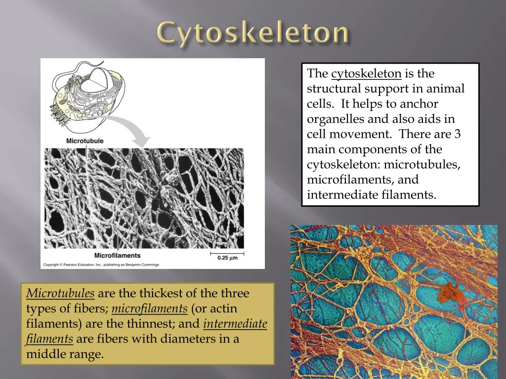 the cytoskeleton is the structural support