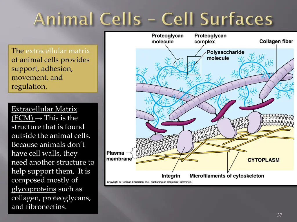 the extracellular matrix of animal cells provides