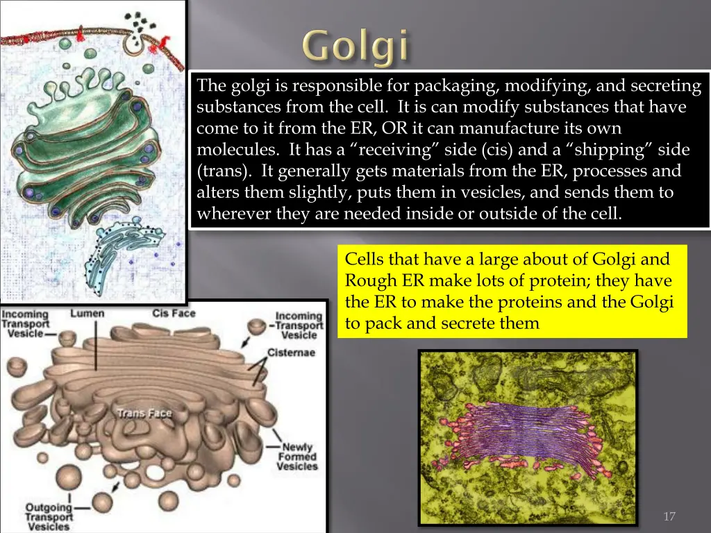 the golgi is responsible for packaging modifying