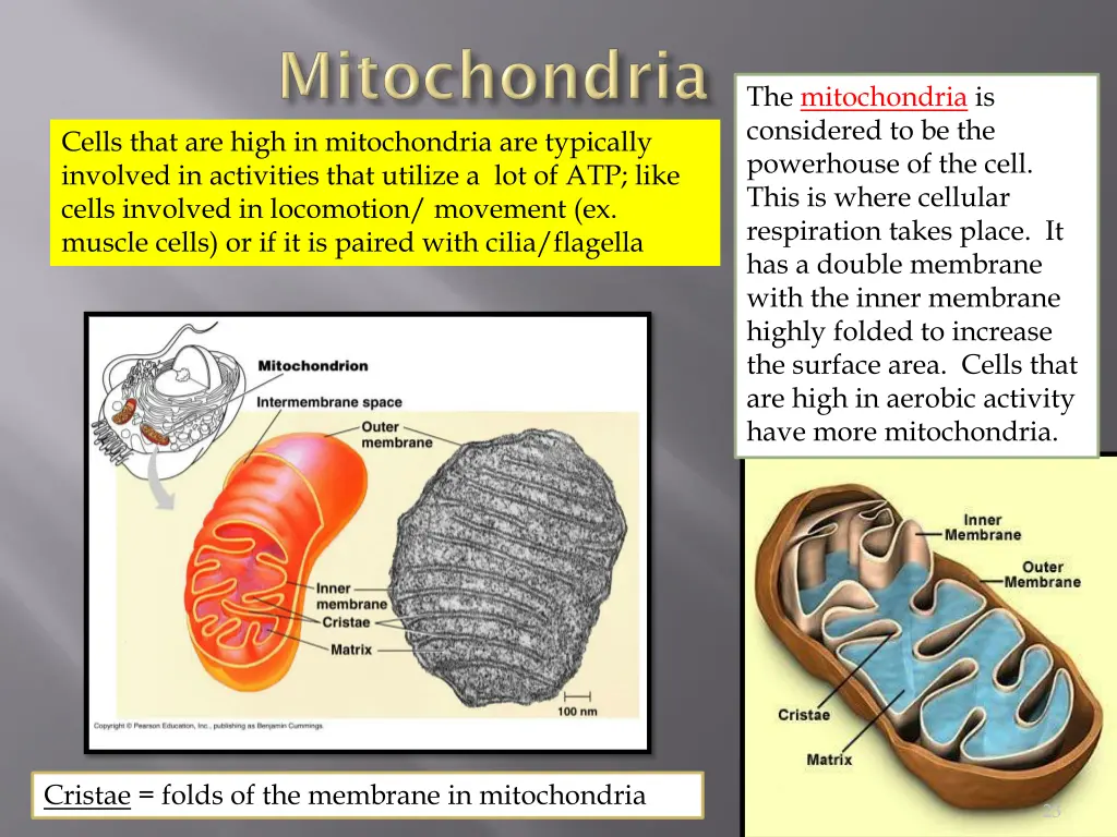 the mitochondria is considered