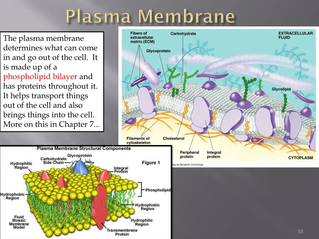 the plasma membrane determines what can come