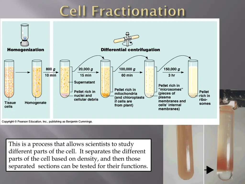 this is a process that allows scientists to study