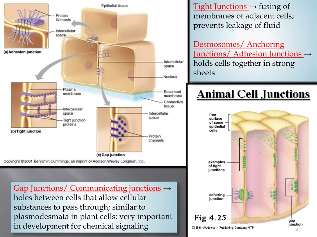 tight junctions fusing of membranes of adjacent