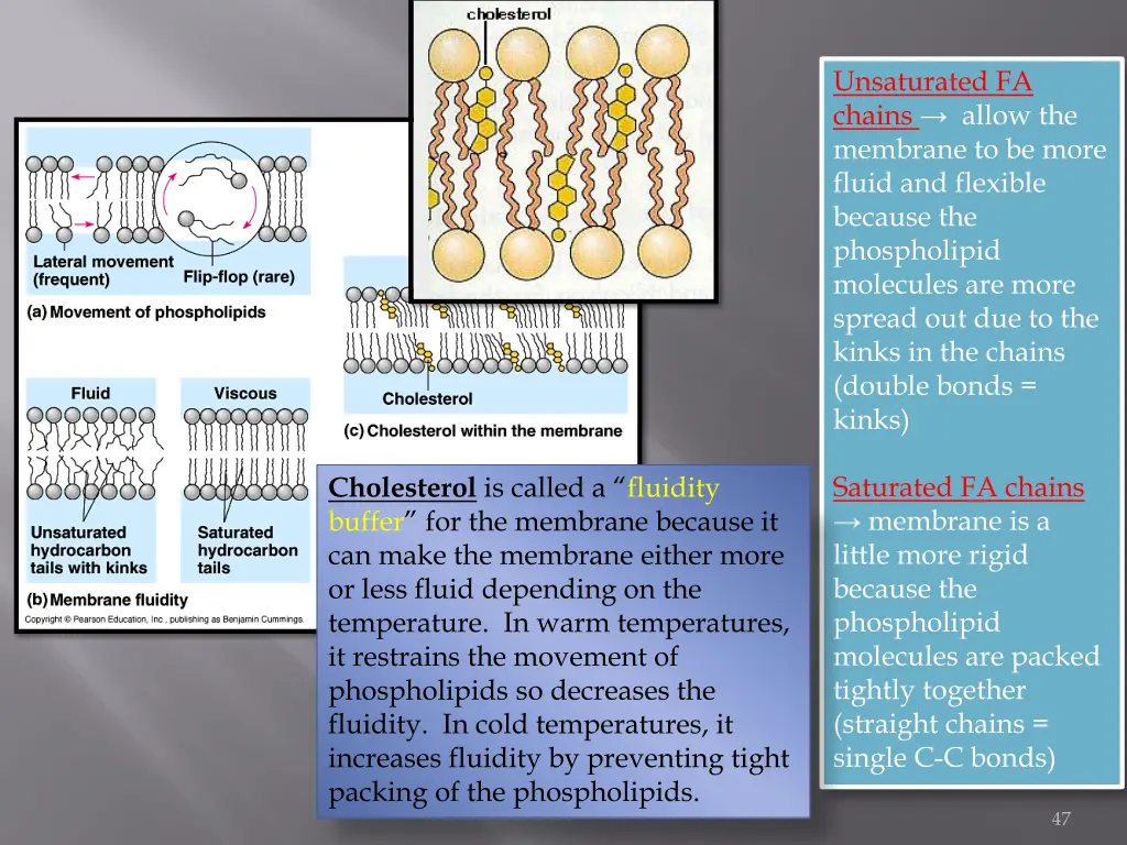 unsaturated fa chains allow the membrane