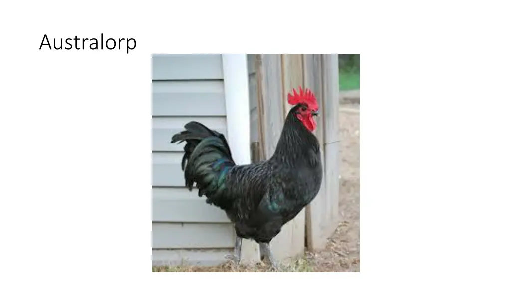 australorp