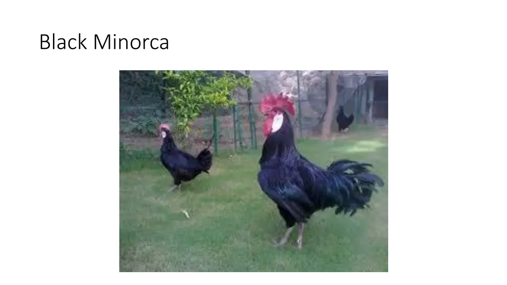 black minorca