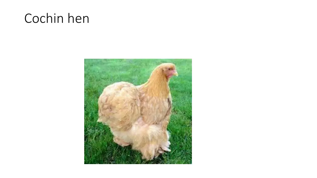 cochin hen