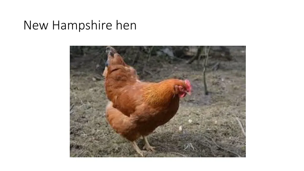 new hampshire hen