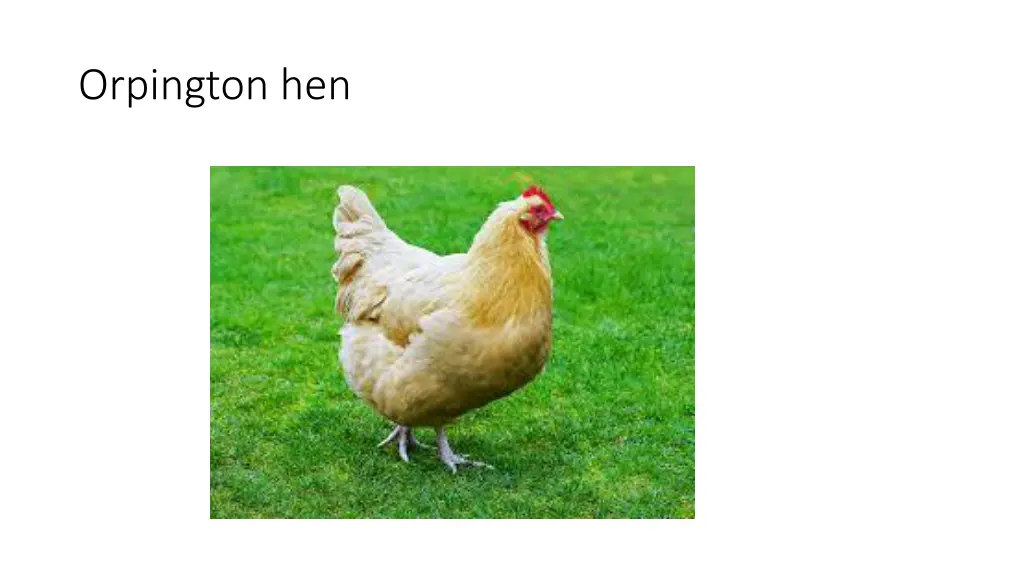 orpington hen