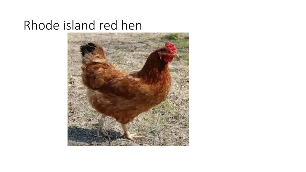 rhode island red hen