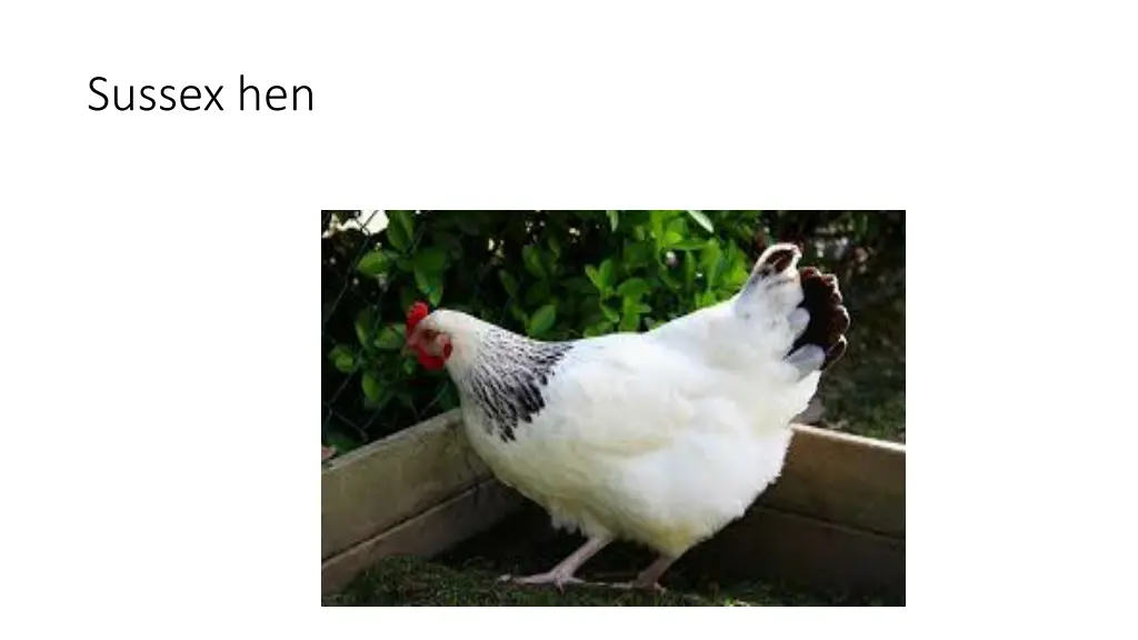 sussex hen