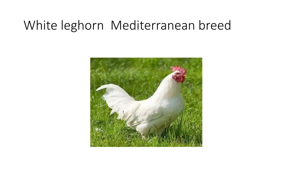 white leghorn mediterranean breed