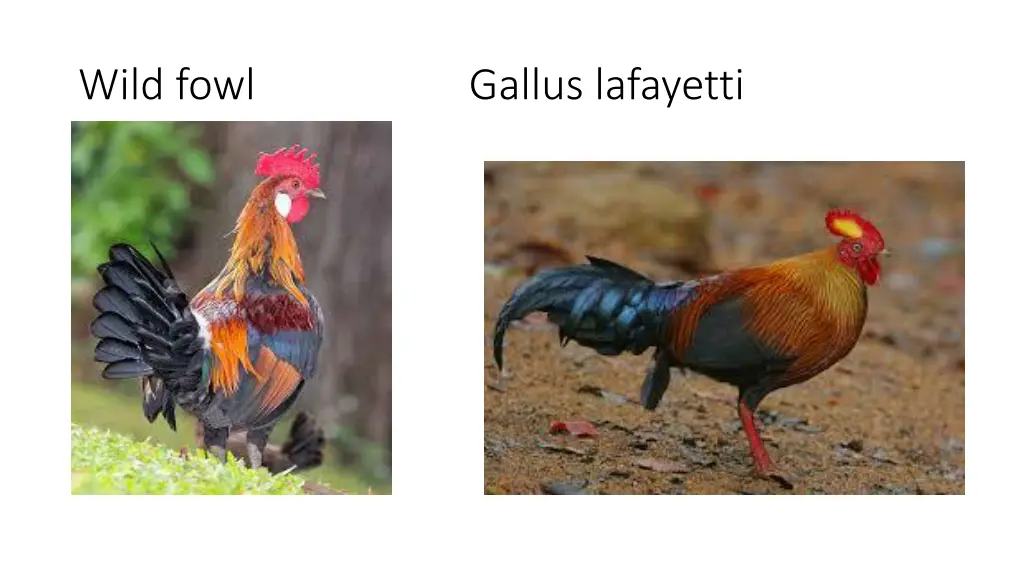 wild fowl gallus lafayetti